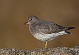 Image. Surfbird