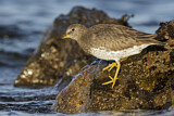 Image. Surfbird