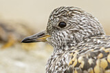 Image. Surfbird