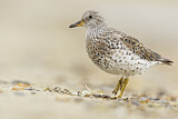 Image. Surfbird