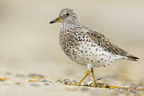 Image. Surfbird