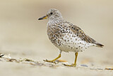 Image. Surfbird