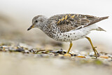 Image. Surfbird