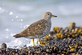 Image. Surfbird