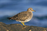 Image. Surfbird