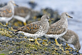 Image. Surfbird