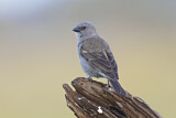Image. Swahili Sparrow