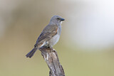 Image. Swahili Sparrow