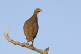 Image. Swainson's Spurfowl
