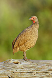 Image. Swainson's Spurfowl