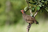Image. Swainson's Spurfowl