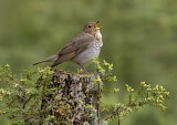 Image. Swainson's Thrush