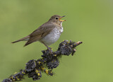 Image. Swainson's Thrush