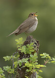 Image. Swainson's Thrush