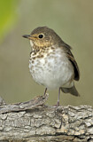 Image. Swainson's Thrush