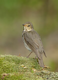 Image. Swainson's Thrush
