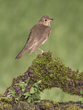 Image. Swainson's Thrush