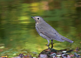 Image. Swainson's Thrush