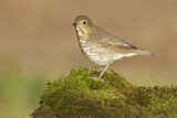 Image. Swainson's Thrush