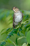 Image. Swainson's Thrush