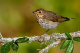 Image. Swainson's Thrush