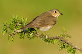 Image. Swainson's Thrush