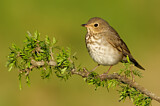 Image. Swainson's Thrush