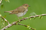 Image. Swainson's Thrush