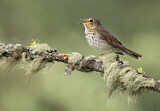 Image. Swainson's Thrush