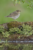 Image. Swainson's Thrush