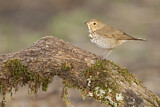 Image. Swainson's Thrush