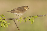 Image. Swainson's Thrush