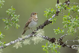 Image. Swainson's Thrush