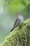 Image. Swainson's Thrush