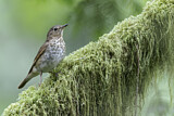 Image. Swainson's Thrush