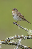 Image. Swainson's Thrush