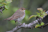Image. Swainson's Thrush
