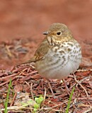Image. Swainson's Thrush