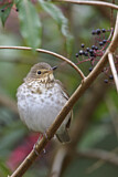 Image. Swainson's Thrush