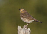 Image. Swainson's Thrush