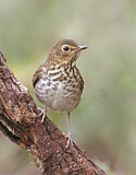 Image. Swainson's Thrush