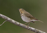 Image. Swainson's Thrush