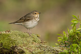 Image. Swainson's Thrush