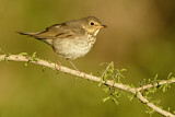 Image. Swainson's Thrush