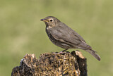 Image. Swainson's Thrush