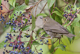 Image. Swainson's Thrush