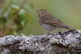 Image. Swainson's Thrush