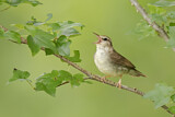 Image. Swainson's Warbler