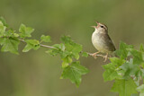 Image. Swainson's Warbler