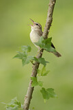 Image. Swainson's Warbler